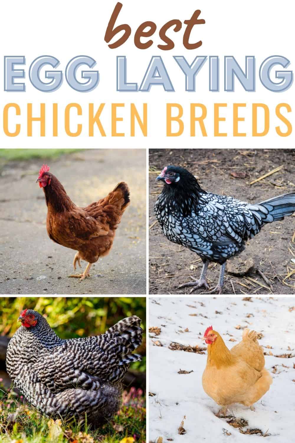 Best egg laying chicken breeds