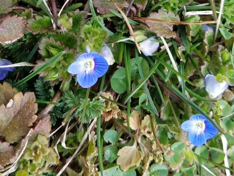 blue flowers of pretty weeds at our local park