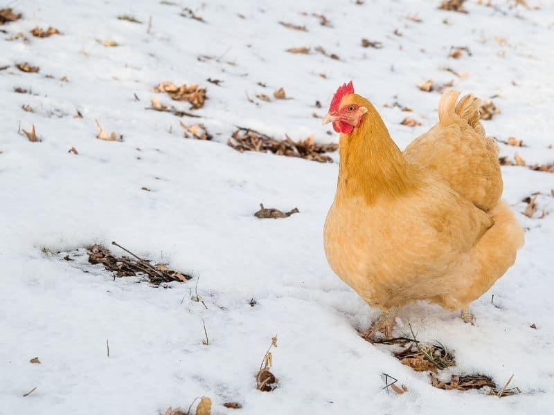 Buff Orpington chicken