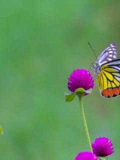 a butterfly on a hot pink flower