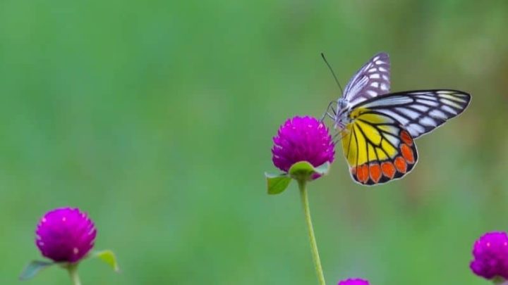 3 Ways To Celebrate “Learn About Butterflies Day” on March 14