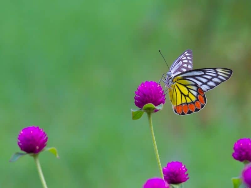 a butterfly on a hot pink flower