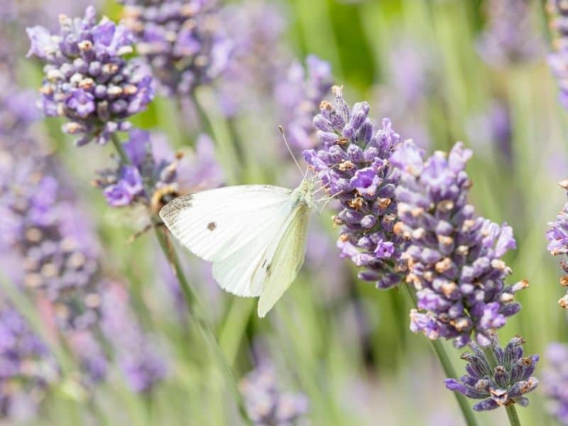 a butterfly on a lavender flower