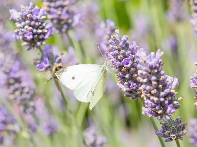 a butterfly on a lavender flower