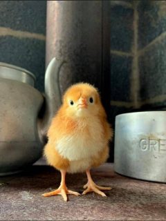 cheetos colored baby chick
