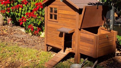 Beautiful wooden chicken coop