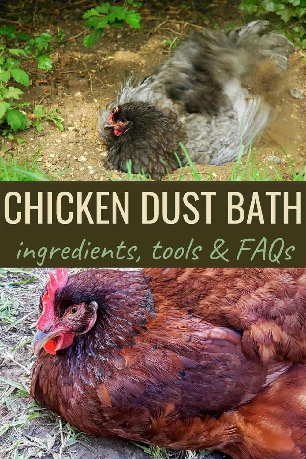 Chicken dust bath: ingredients, tools & FAQs