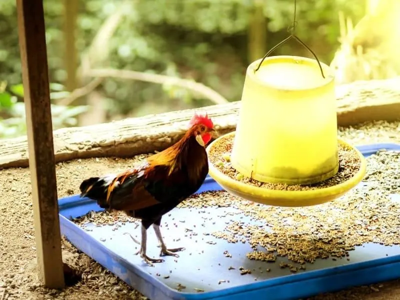 hanging chicken feeder