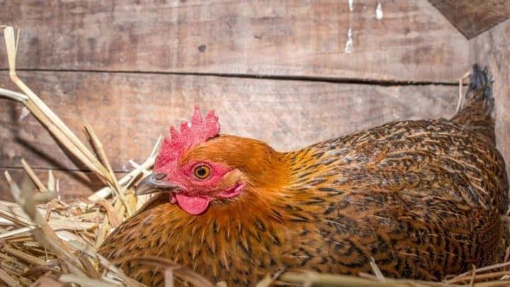 Top 8 Egg Laying Chicken Breeds