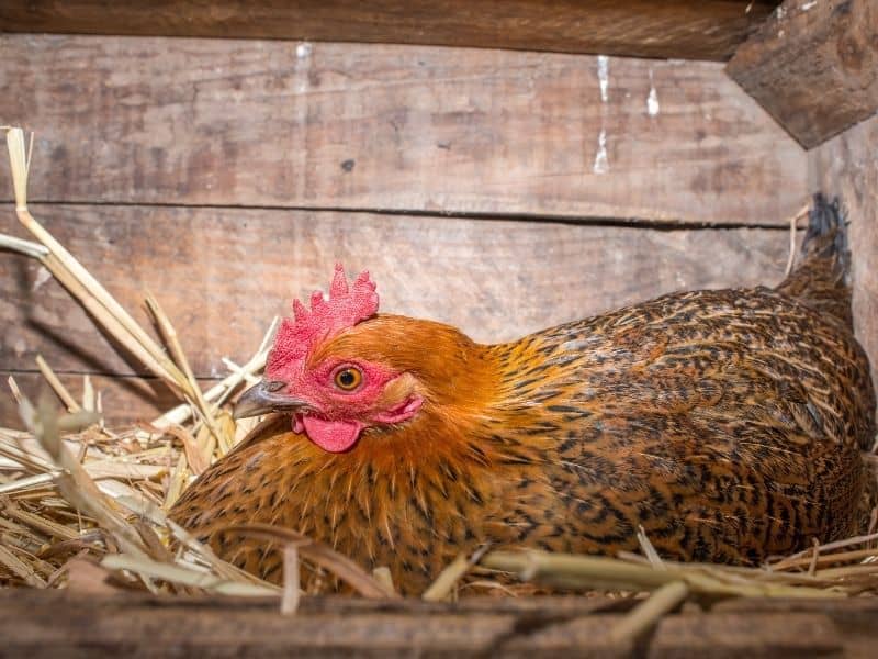 chicken sitting in the box to lay an egg