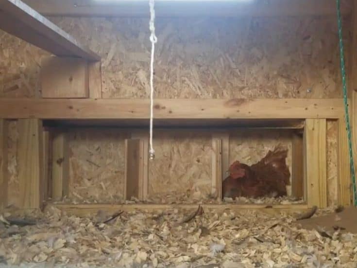 9 Chicken Coop Must Haves The Basics And More