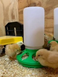 Cute baby chicks by the waterer and feeder