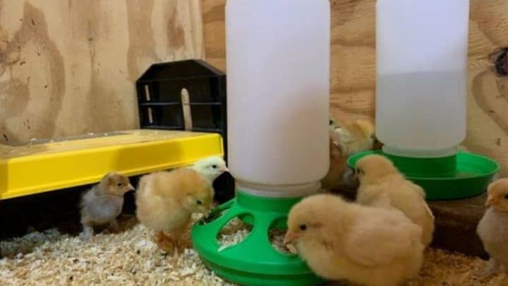 The Cost Of Raising Chickens – What To Expect When Raising Your Flock