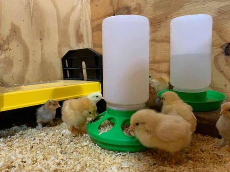 Cute baby chicks by the waterer and feeder