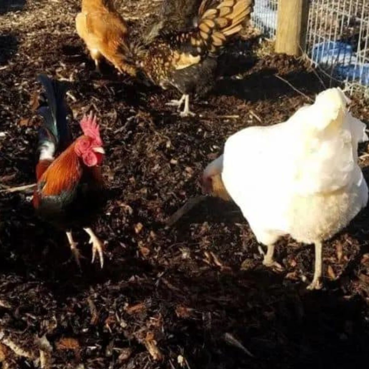 Our chickens scratching in the garden and turning it over. 