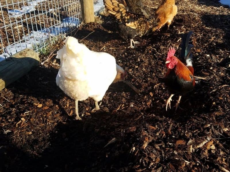 chickens in the garden