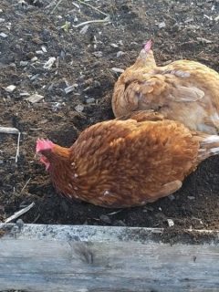 Chickens taking a dust bath