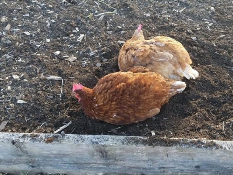 Chickens taking a dust bath
