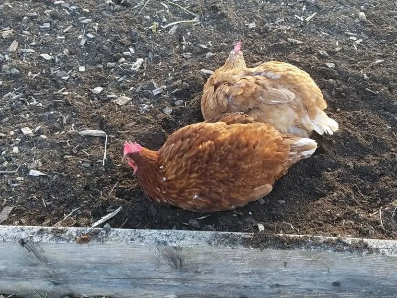 Chickens taking a dust bath 
