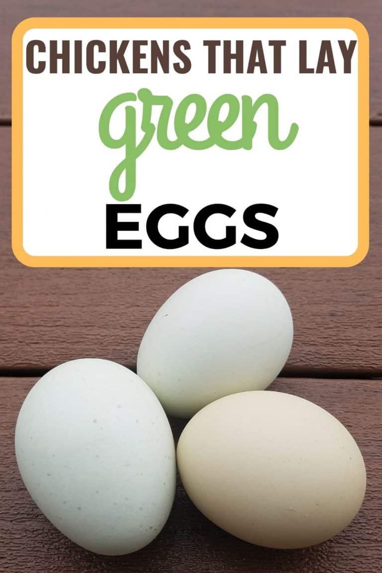 5 Fun Breeds Of Chickens That Lay Green Eggs