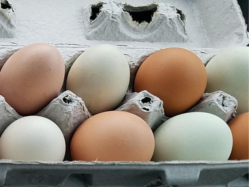 5 Fun Breeds Of Chickens That Lay Green Eggs