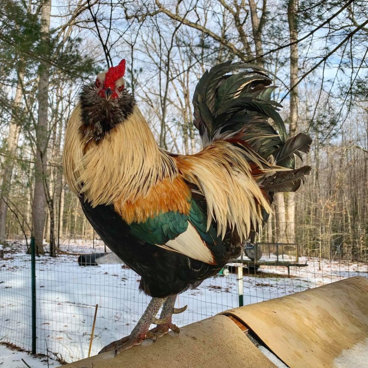 Colorful olive egger rooster.