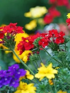 colorful verbena flowers