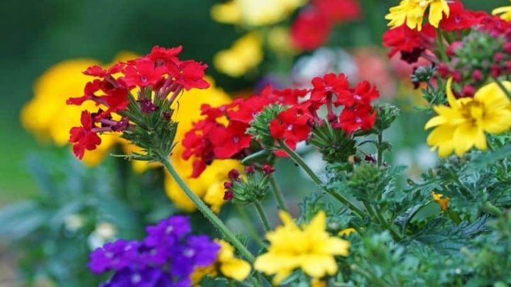 11 Vibrant Flowers that Start with V