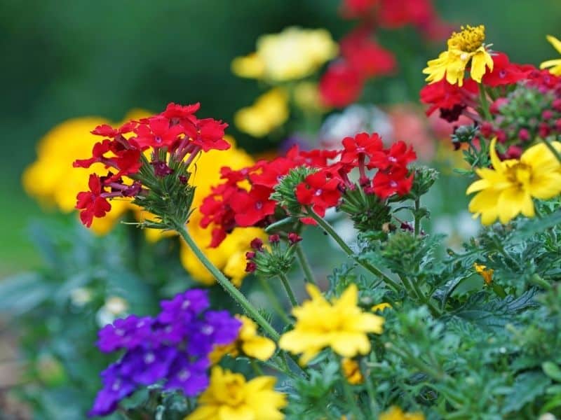 colorful verbena flowers