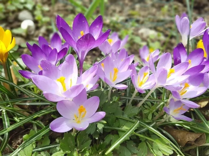 Crocus sativus - saffron