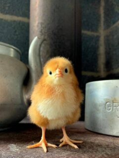 Cute baby chick.