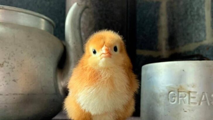 So You Want To Raise Chickens? What You Need To Know Before You Get Chickens