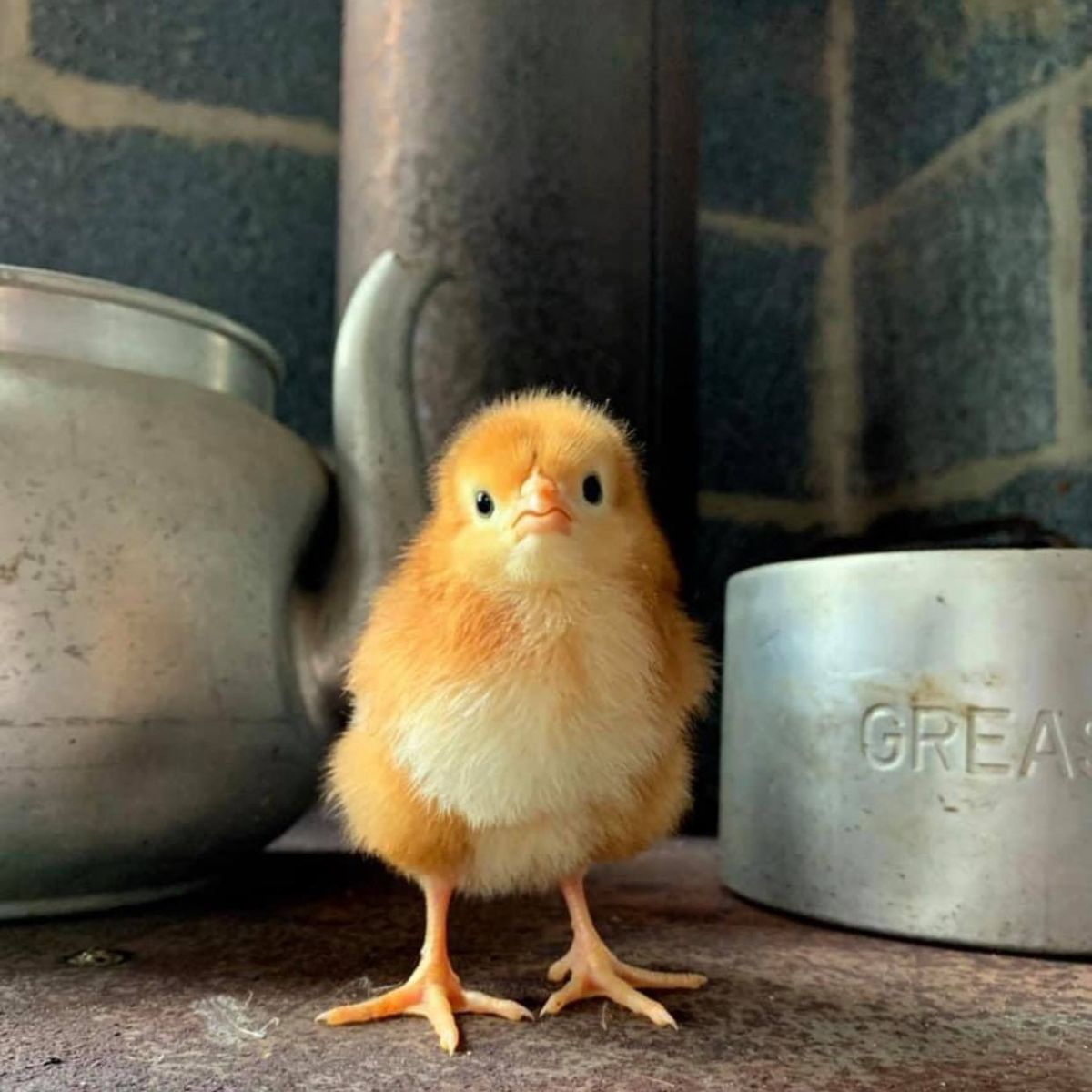 Cute baby chick. 