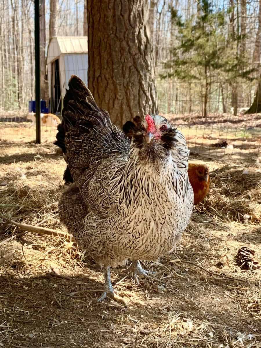 Easter egger chicken