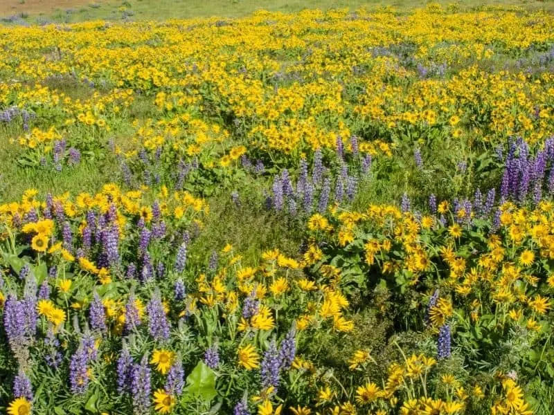 a field of yellow and purple flowers