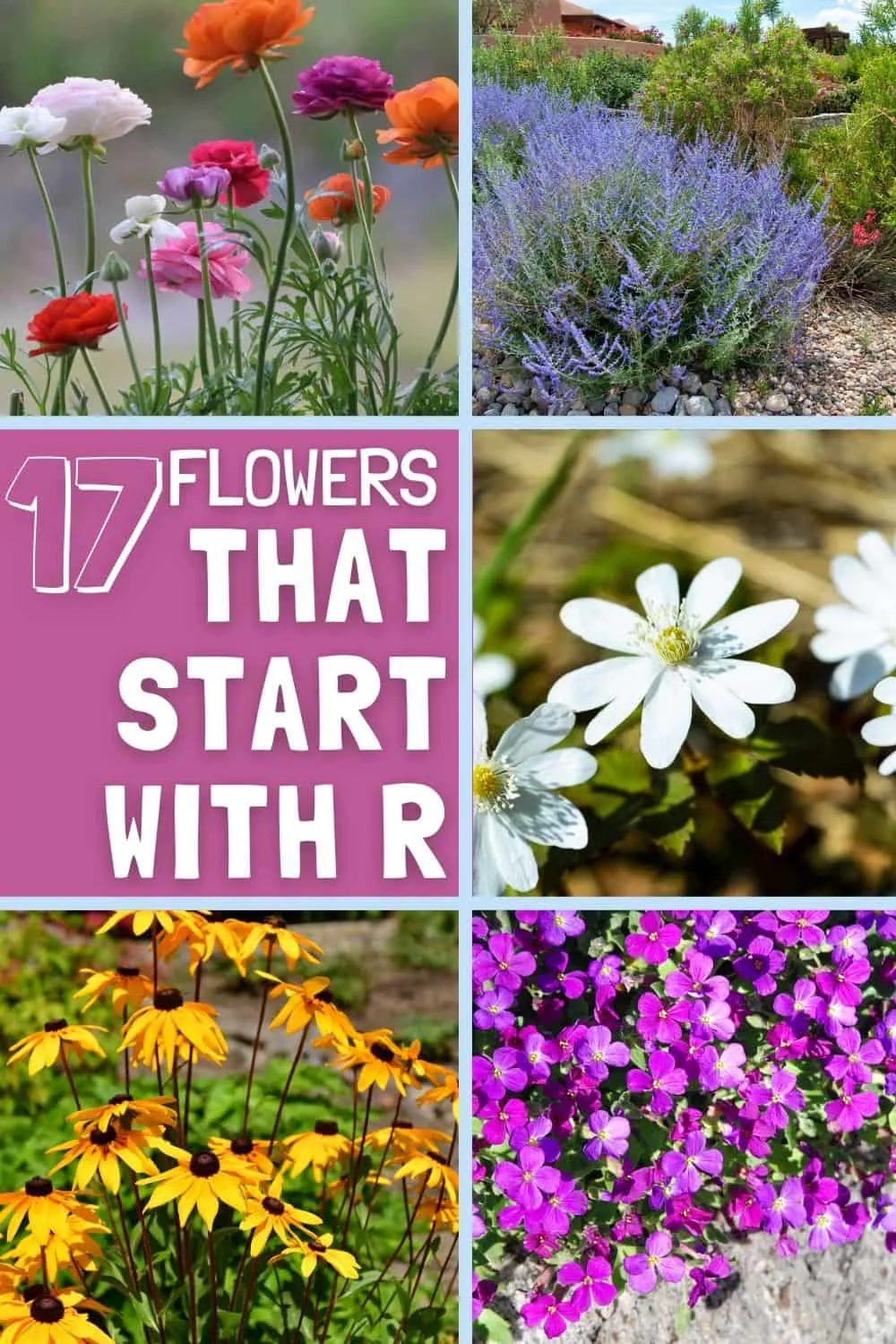 flowers that start with r