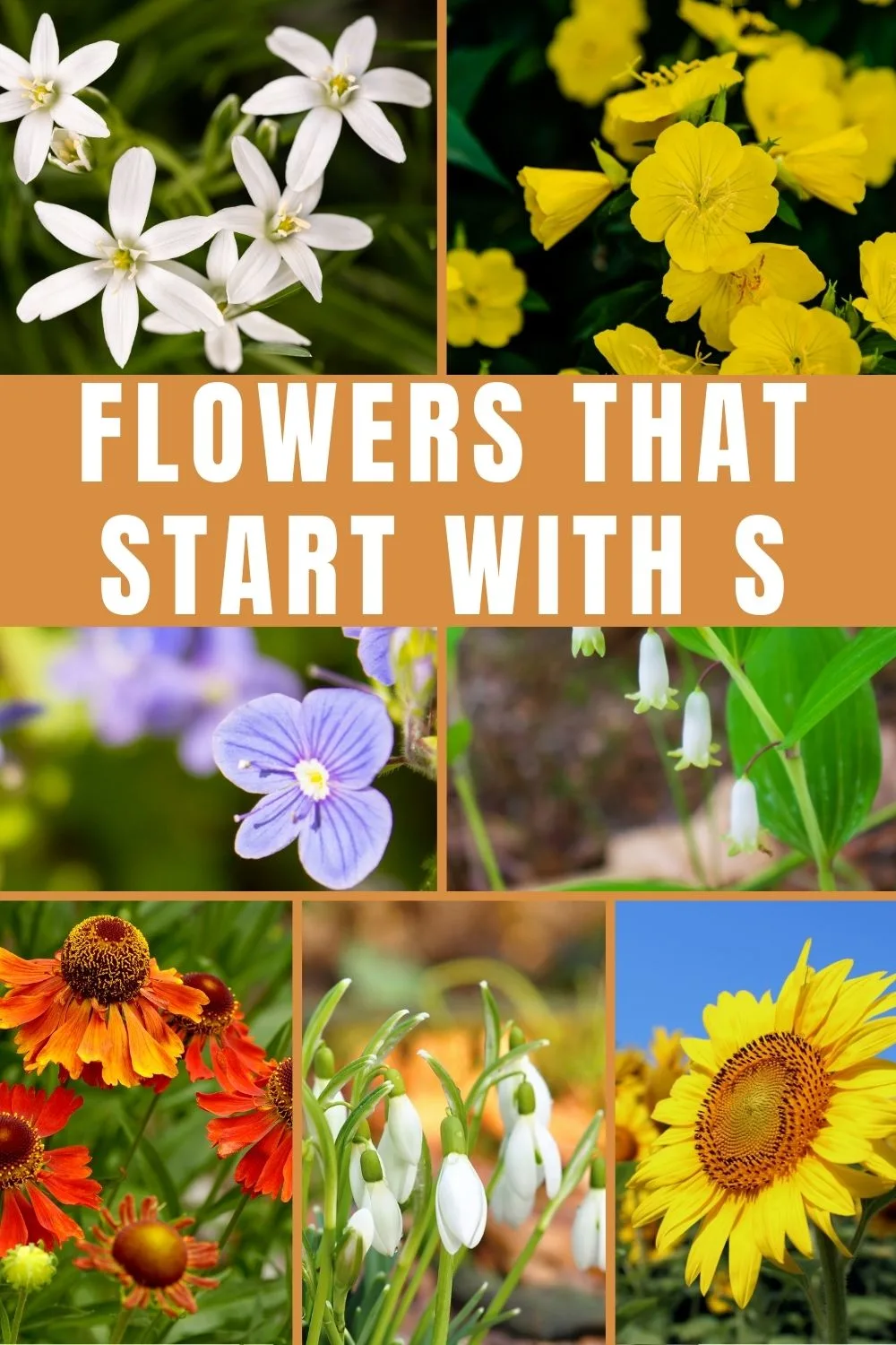 Flowers that start with S