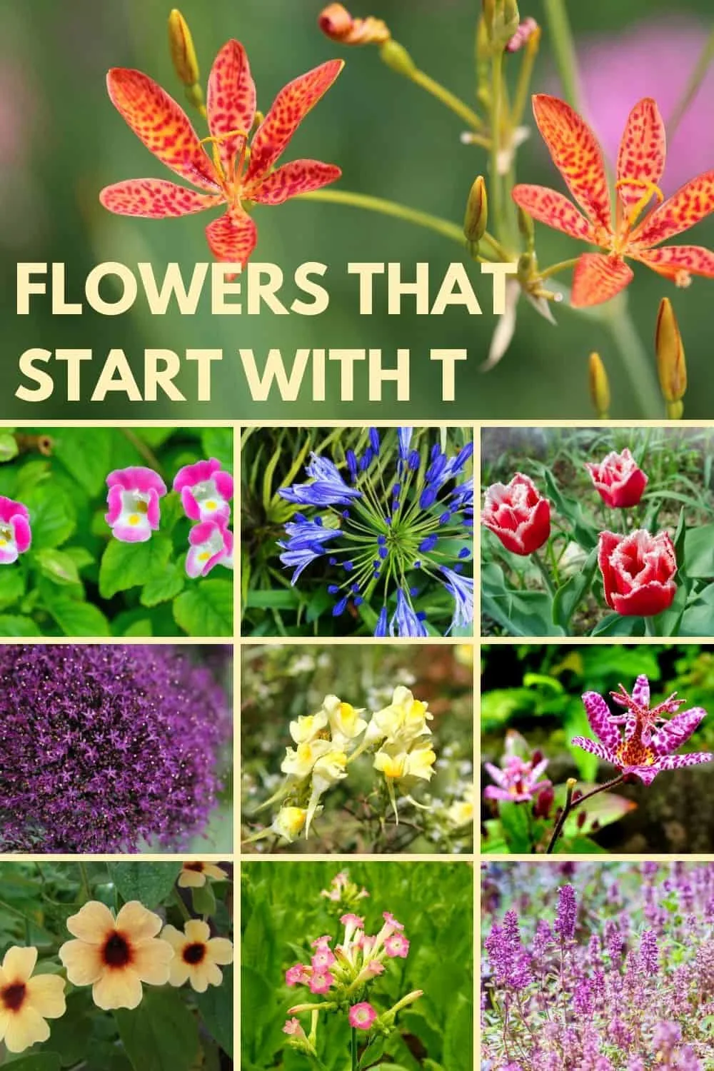 Flowers that start with t