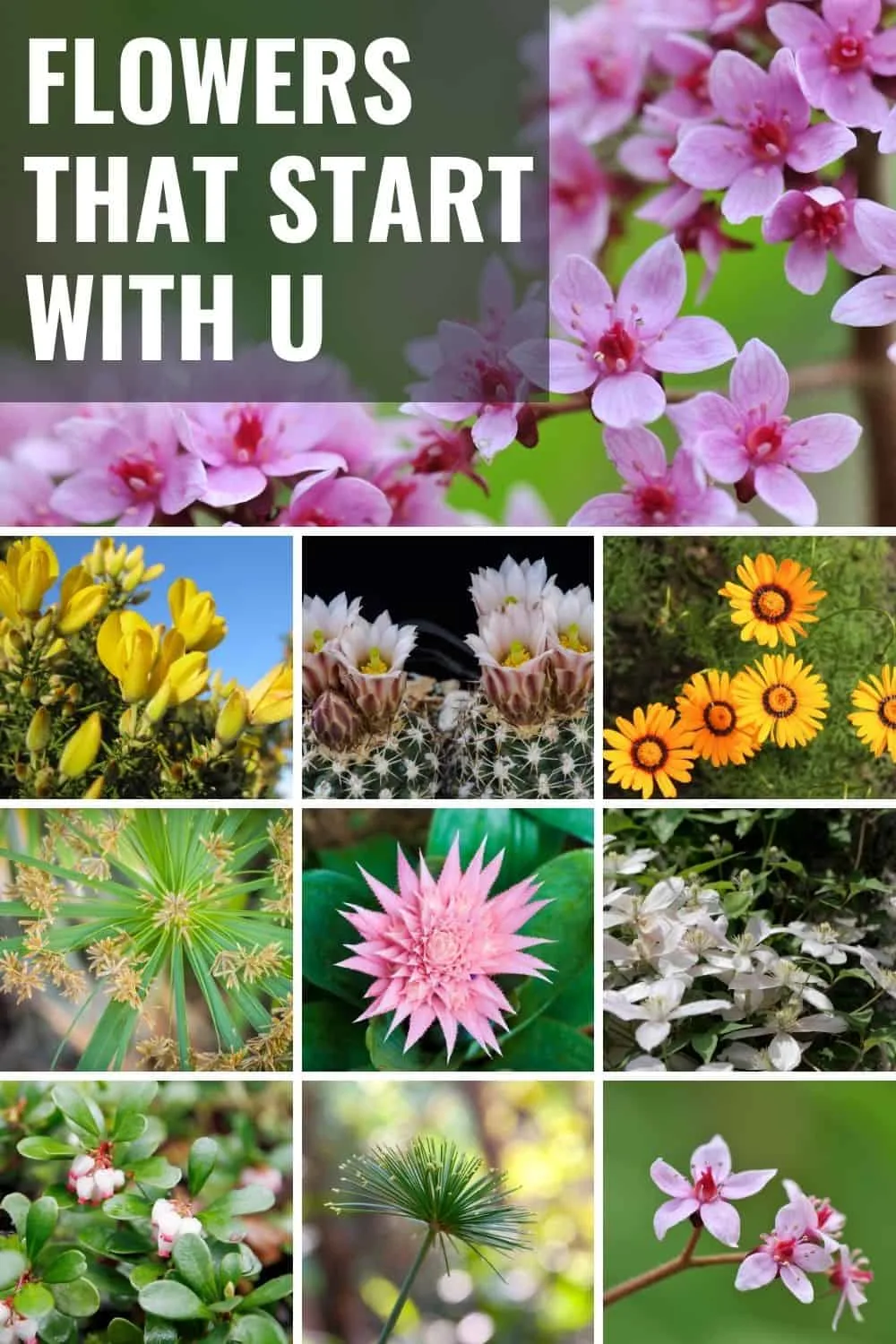 Flowers that start with u