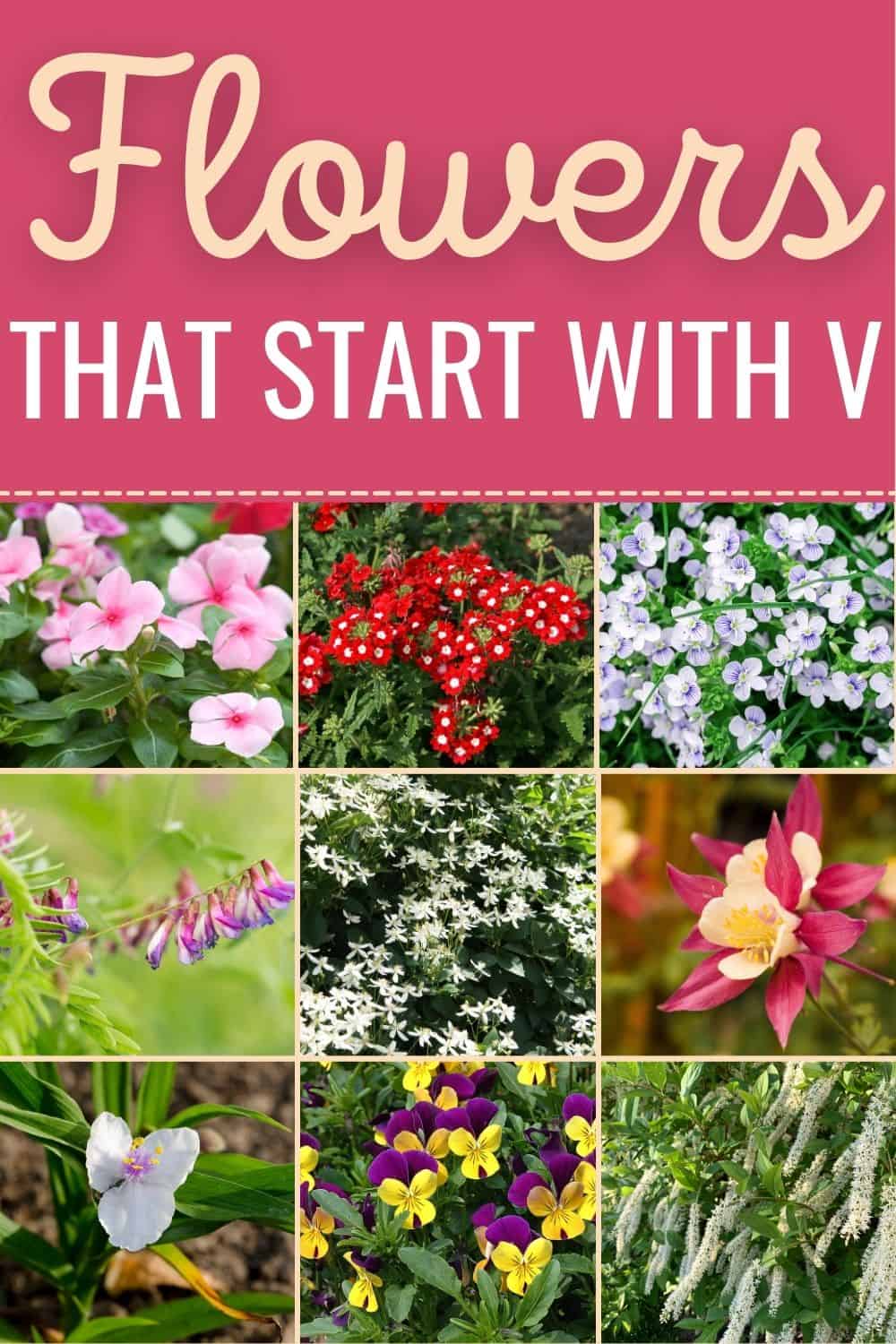 Flowers that start with V