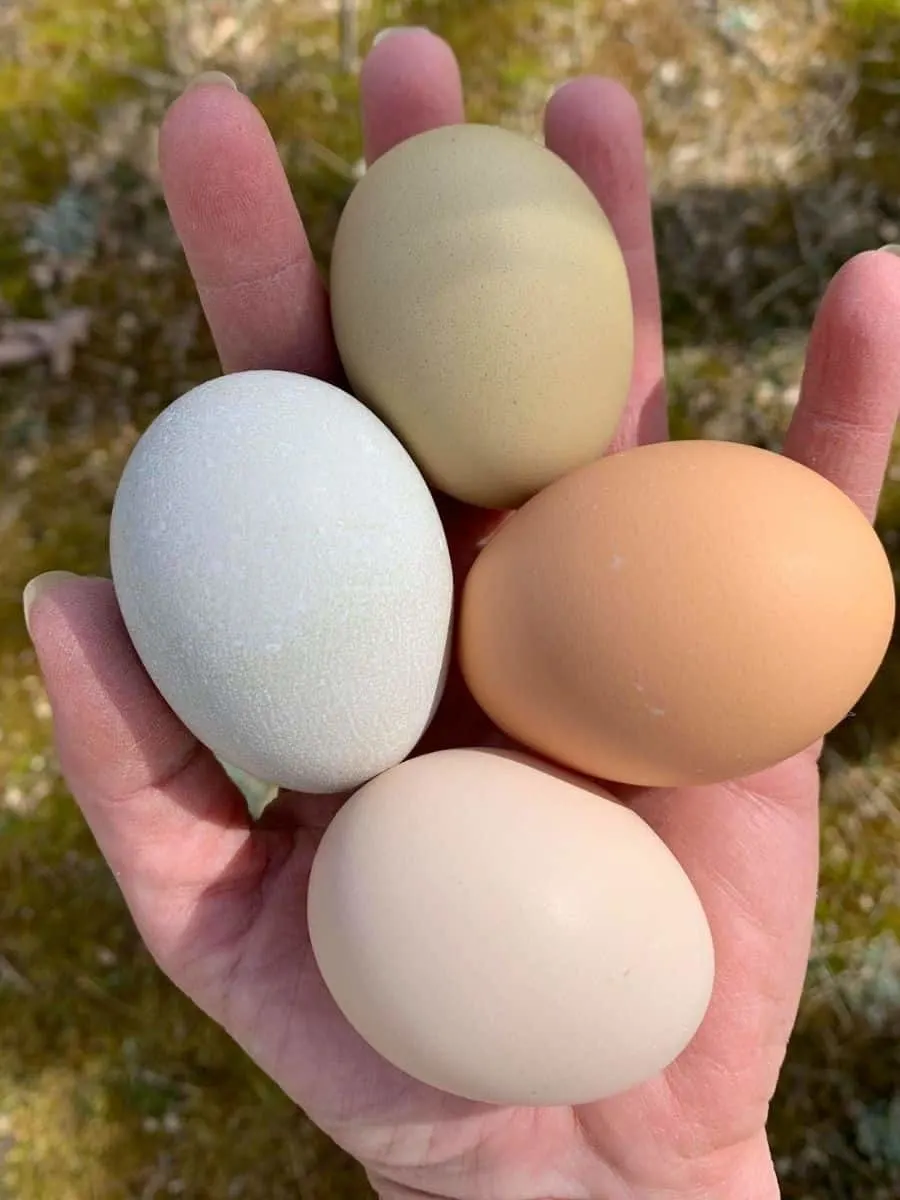 a handful of fresh eggs