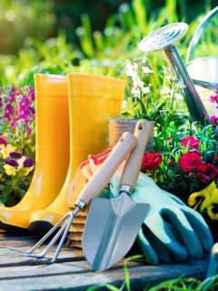garden tools and plants ready for spring planting