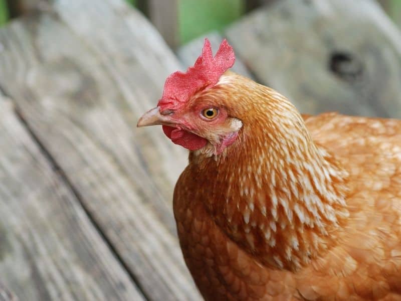 golden comet chicken