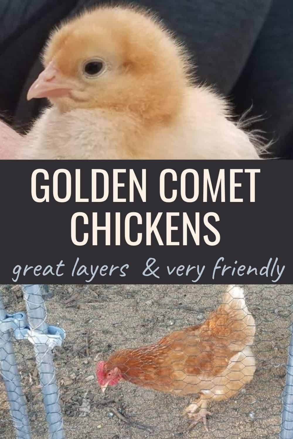 golden comet chickens