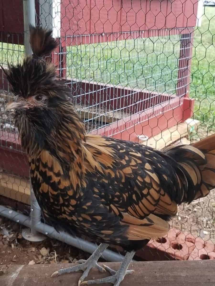 our golden laced Polish perching on a board