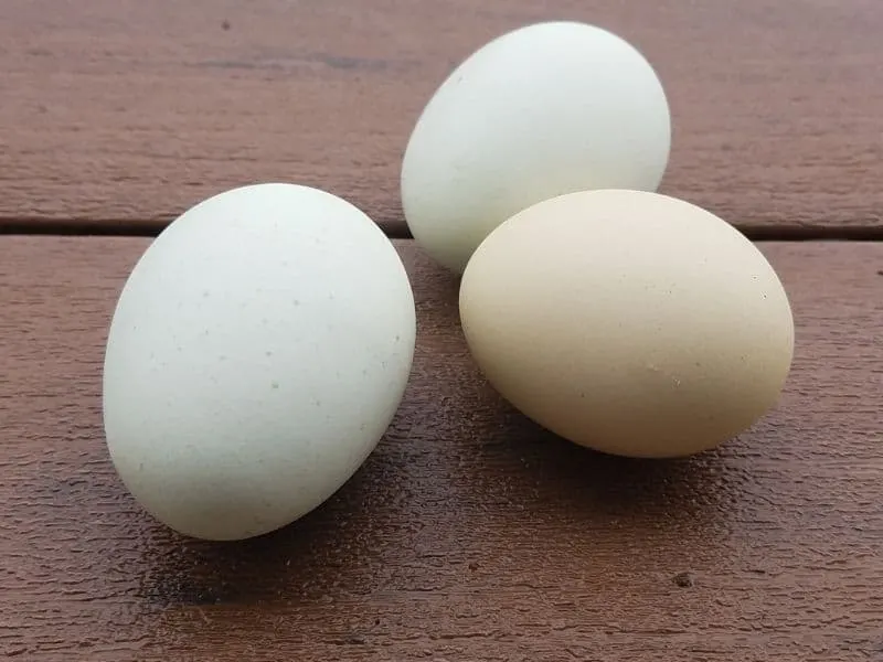 three green eggs on my porch