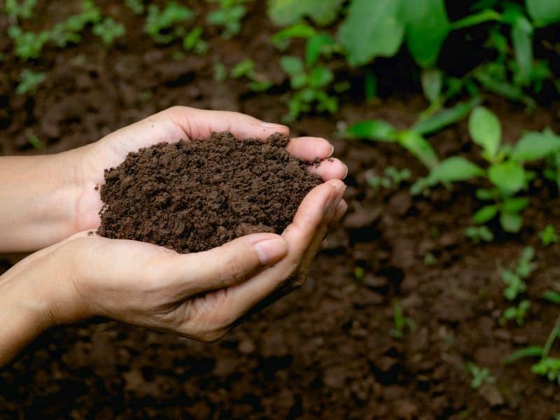 a handful of compost