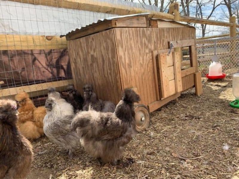 homemade chicken coop