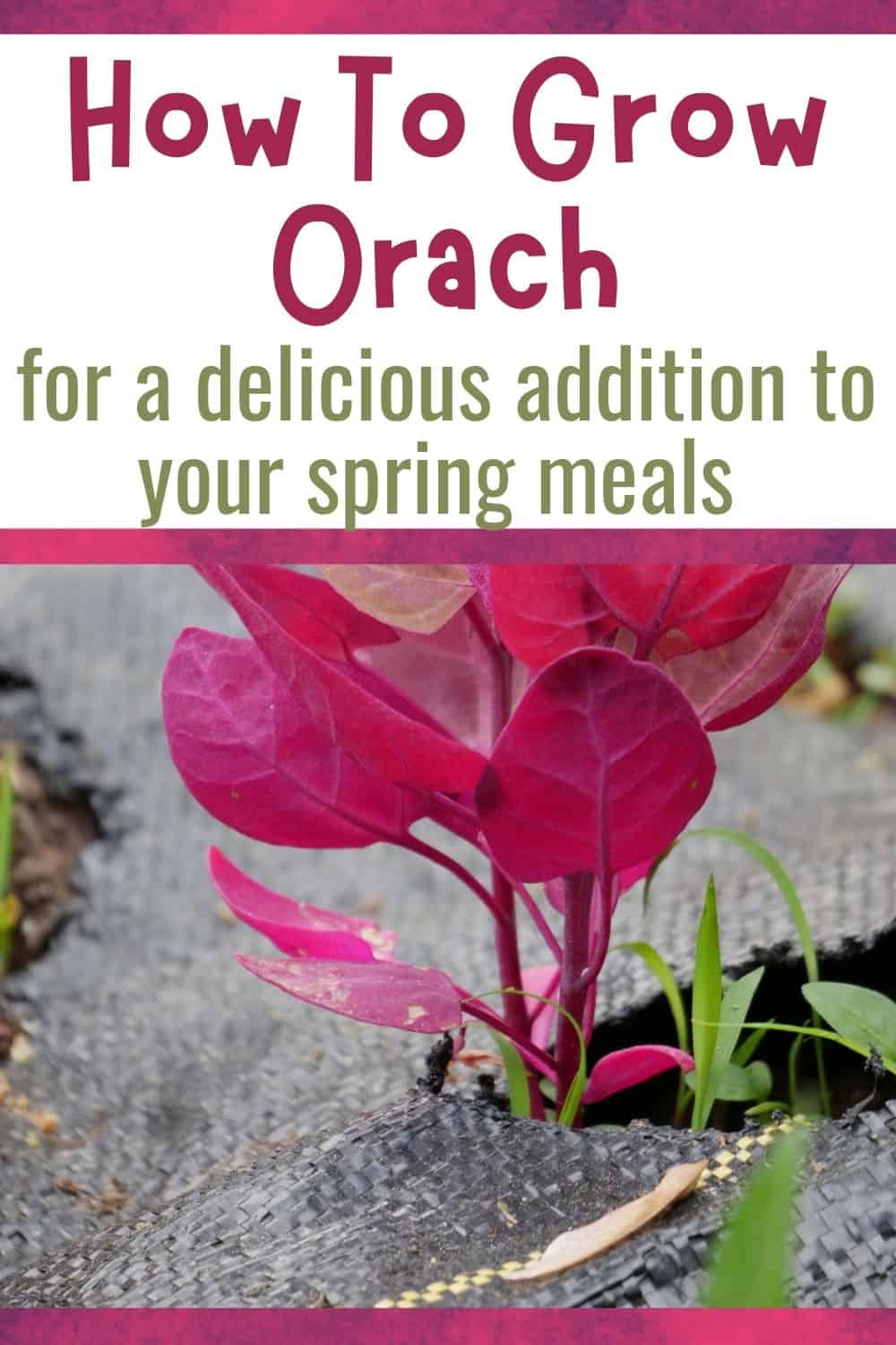 How to grow orach