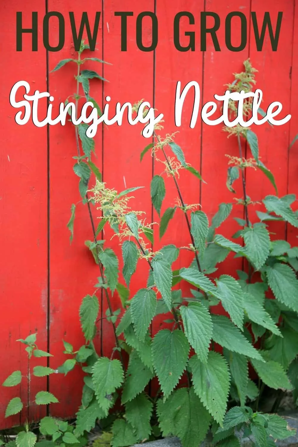 How to grow stinging nettle